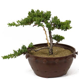 Dwarf Japanese Garden Juniper - D136