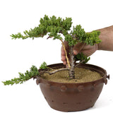 Dwarf Japanese Garden Juniper - D136