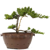Dwarf Japanese Garden Juniper - D136
