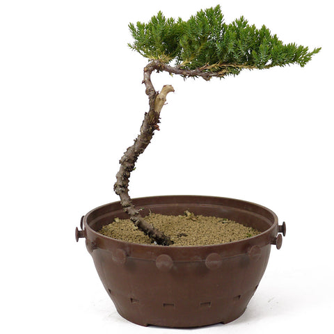 Dwarf Japanese Garden Juniper - D137