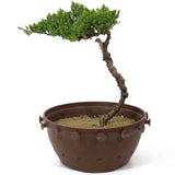 Dwarf Japanese Garden Juniper - D137