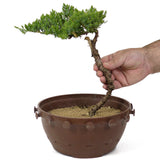 Dwarf Japanese Garden Juniper - D137