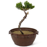 Dwarf Japanese Garden Juniper - D137