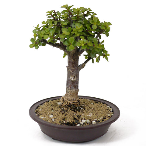 Mini Jade Bonsai D138