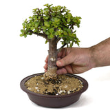 Mini Jade Bonsai D138