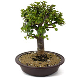 Mini Jade Bonsai D138