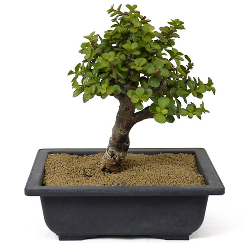 Mini Jade Bonsai D139