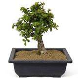 Mini Jade Bonsai D139