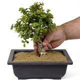 Mini Jade Bonsai D139