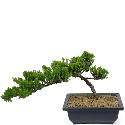 japanese indoor plants for sale Dwarf Japanese Garden Juniper