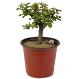 Mini Jade Pre-Bonsai D140