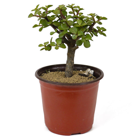 Mini Jade Pre-Bonsai D140