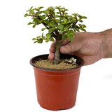 Mini Jade Pre-Bonsai D140