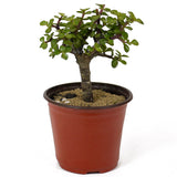 Mini Jade Pre-Bonsai D140