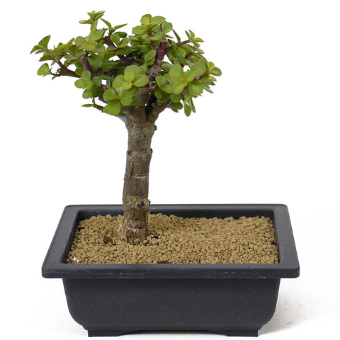 Mini Jade Bonsai D141