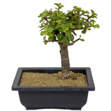 Mini Jade Bonsai D141