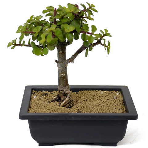 bonsai jade plant for sale Mini Jade Bonsai D142 – Stone Lantern
