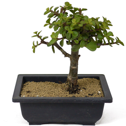 chinese jade plant black Mini Jade Bonsai D142 – Stone Lantern