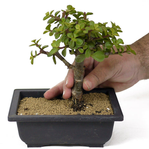 succulent bonsai for sale Mini Jade Bonsai D142