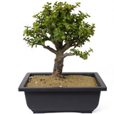 Mini Jade Bonsai D143