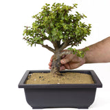 Mini Jade Bonsai D143