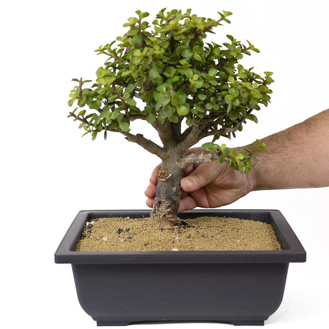 jade plant tree for sale Mini Jade Bonsai D143 – Stone Lantern