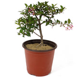 Barbados Cherry Pre-Bonsai D144