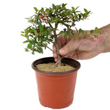 Barbados Cherry Pre-Bonsai D144