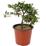 Barbados Cherry Pre-Bonsai D144