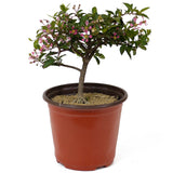 Barbados Cherry Pre-Bonsai D145