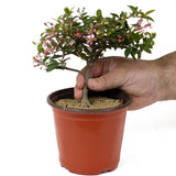 Barbados Cherry Pre-Bonsai D145