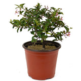 Barbados Cherry Pre-Bonsai D145
