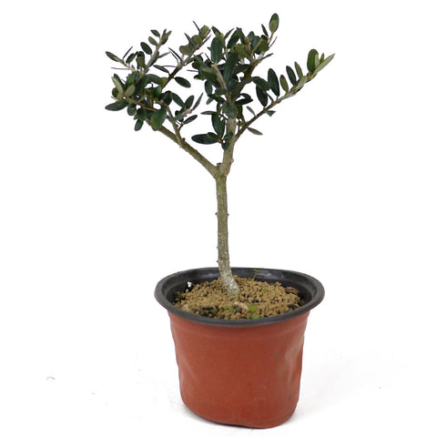Olive Pre-Bonsai - D146