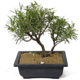 Rosemary Bonsai D147