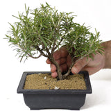 Rosemary Bonsai D147