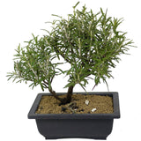Rosemary Bonsai D147