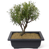 Rosemary Bonsai D148