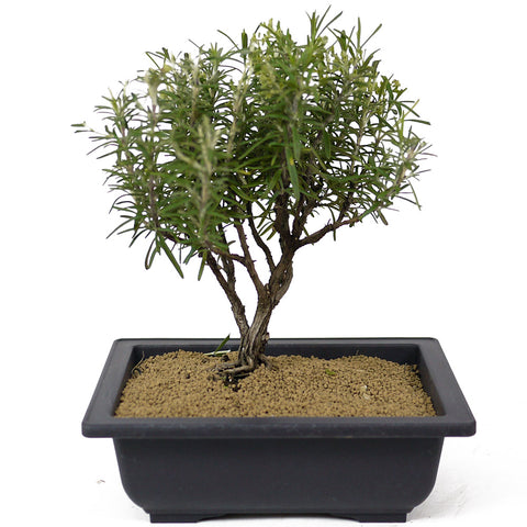 Rosemary Bonsai D148