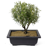 Rosemary Bonsai D148