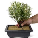 Rosemary Bonsai D148