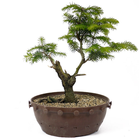 bonsai tree for sale amazon Balsam Fir Bonsai