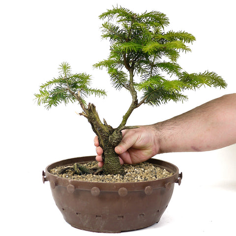 fir bonsai tree Balsam Fir Bonsai