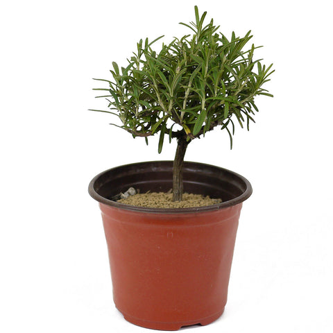 Rosemary Pre-Bonsai D150