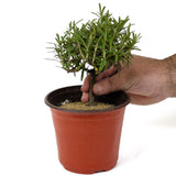 Rosemary Pre-Bonsai D150