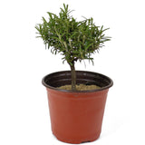 Rosemary Pre-Bonsai D150