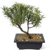 Rosemary Bonsai D151