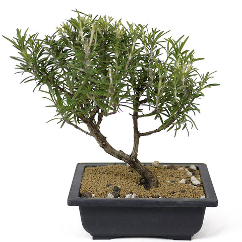 Rosemary Bonsai D151