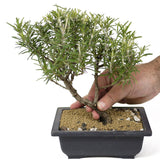 Rosemary Bonsai D151