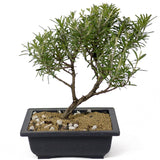 Rosemary Bonsai D151