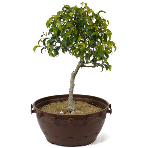 Ficus Too Little Bonsai  D152
